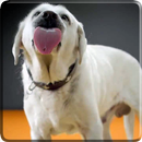 Dog Licks Screen 4K Wallpaper APK