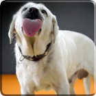 Dog Licks Screen 4K Wallpaper icône
