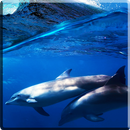 Dolphins +Sound Live Wallpaper APK
