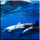 آیکون‌ Dolphins +Sound Live Wallpaper