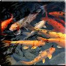 Koi Video Live Wallpaper APK