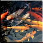 Koi Video Live Wallpaper icono