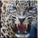 Leopardo Fundo interativo APK