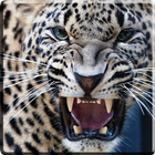 Leopard Video Live Wallpaper biểu tượng