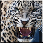 Leopard Video Live Wallpaper آئیکن