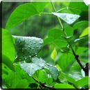 Tempestade Fundo interativo APK