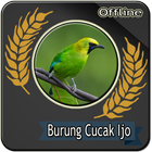 Suara Burung Cucak ijo Betina icon