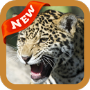 Jaguar Wallpaper APK