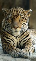 پوستر Jaguar Wallpaper