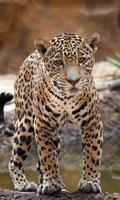 برنامه‌نما Jaguar Wallpaper عکس از صفحه