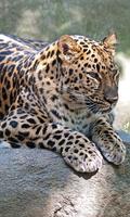 برنامه‌نما Jaguar Wallpaper عکس از صفحه