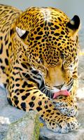 برنامه‌نما Jaguar Wallpaper عکس از صفحه