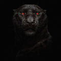4k black wallpaper