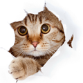 cat wallpaper 4k