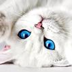 Cute Wallpapers