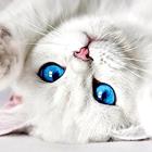آیکون‌ Cute Wallpapers