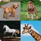 Guess All 950 Animals آئیکن