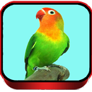 TERAPI LOVEBIRD MASTER APK