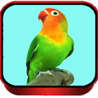 TERAPI LOVEBIRD MASTER Zeichen