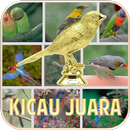 Kicau Burung Juara Masteran Offline Tanpa Iklan APK