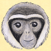 Little Gibbon