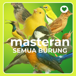 SUARA PIKAT SEMUA JENIS BURUNG AMPUH