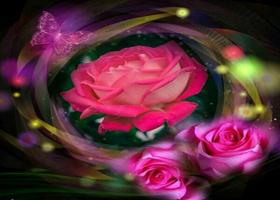 belles bouquets de rose 2019 GIF Affiche