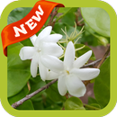 Jasmine Wallpaper APK