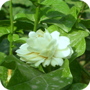 Jasmine Flower Wallpaper APK