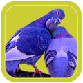 Couple Birds Photo Frames