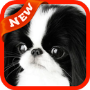 Japanese Chin Wallpaper APK