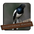 Video Burung Kacer