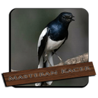 Video Burung Kacer biểu tượng