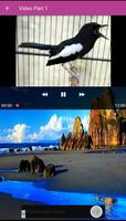 Video Burung Kacer 截图 2