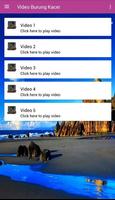 Video Burung Kacer ảnh chụp màn hình 3