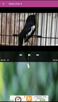 Mp3 Masteran Kacer Screenshot 3