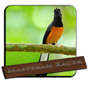 Murai Batu Kalimantan Super-APK