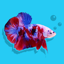 Betta Fish Seller APK