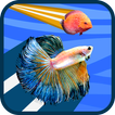 Betta vs Discus