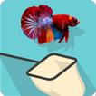 Catch the Betta