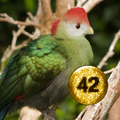 J42 Media Player - Bird Sounds