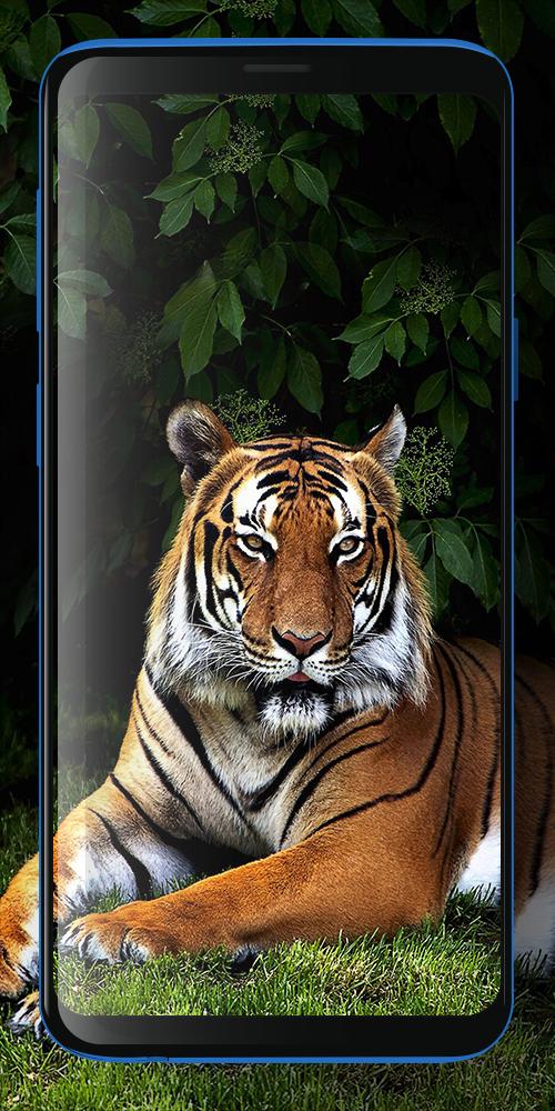 Terbaru 12 Gambar Harimau  Wallpaper  Keren 3d  Arka Gambar