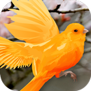 آموزش آواز قناری و سهره APK