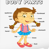 Human Body Parts icône