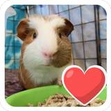 Guinea Pig Lovers : Care