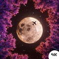 Moon HD Wallpaper