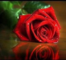 Bunga-bunga terbaik - mawar romantis cinta screenshot 1