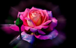 Bunga-bunga terbaik - mawar romantis cinta screenshot 3