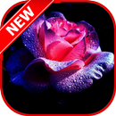 Flowers And Roses GIF 4K APK