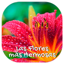 Las Flores más Hermosas APK